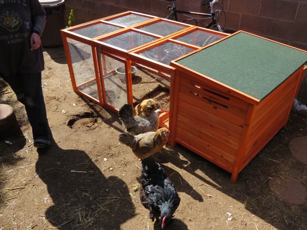 Yes, that is actually Desert Sage in the toeshoes. Chickens, top to bottom - Marie, Frick, Frack, and Blackbeak.